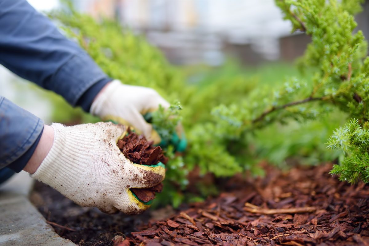 Mulch vs Wood Chips - A&A Materials Inc