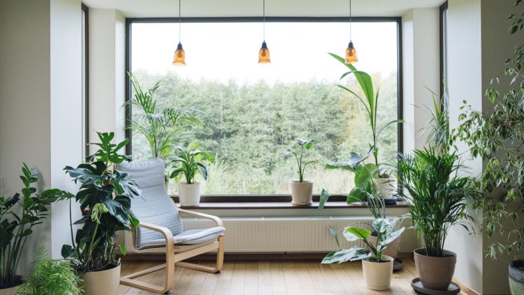 Indoor Palm Plant Care