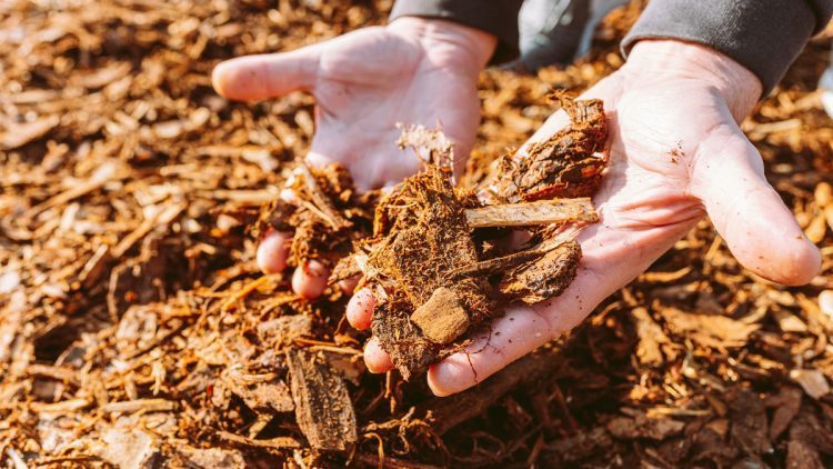 Does Mulch Attract Termites