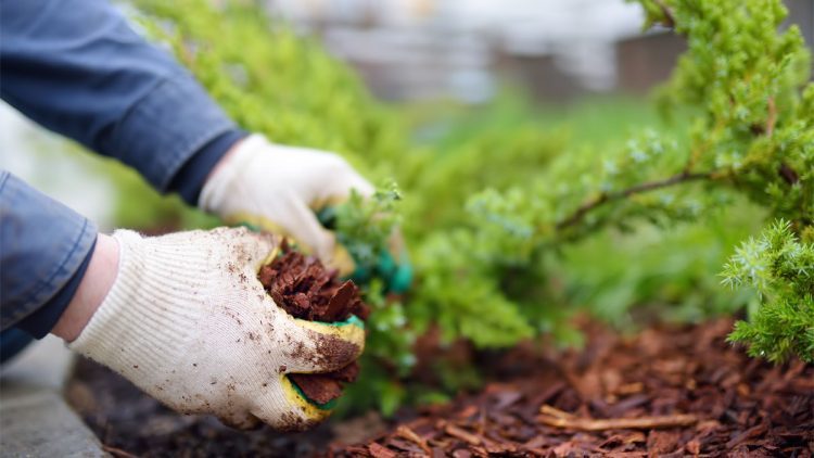 What is Mulching