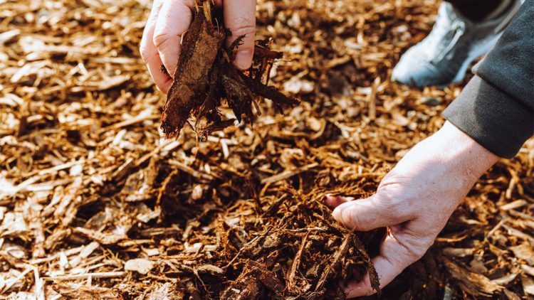 Mulch Vs Compost
