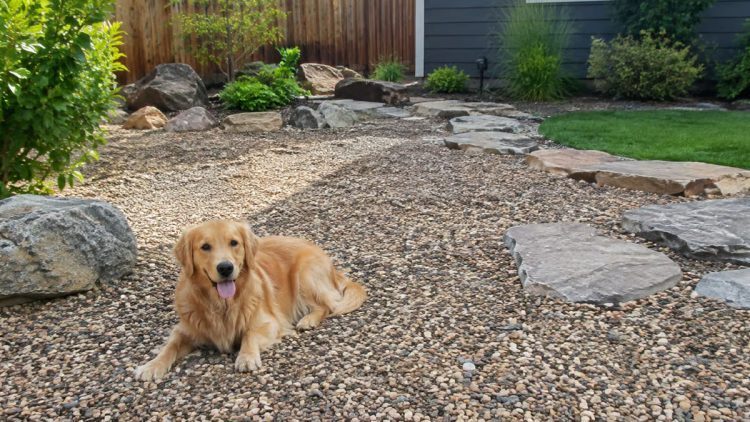 Dog-Friendly Rocks